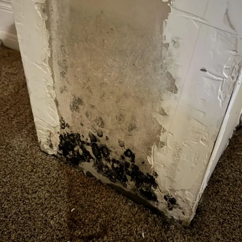 Professional Mold Removal in Steele County, MN